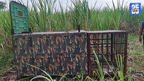 leopard cage