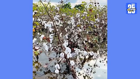cotton