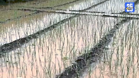 Floods, Heavy Rain Affect Madha Taluka Rabi Season Crop 