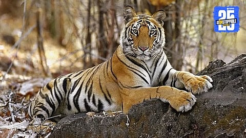 Pilibhit Tiger Reserve