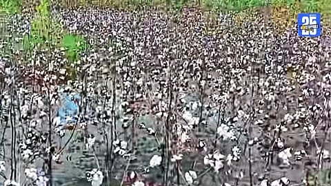 agricultural loss