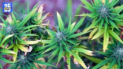 ganja plants