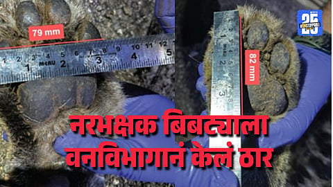 Pune Leopard That Claimed Three Lives Shot Dead by Sharpshooter