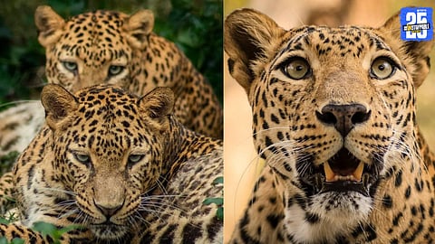 Overcrowded cages put captured leopards at risk