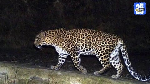 Leopard in Gondia