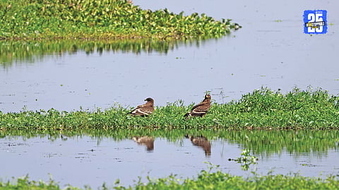 Nandur Madhmeshwar