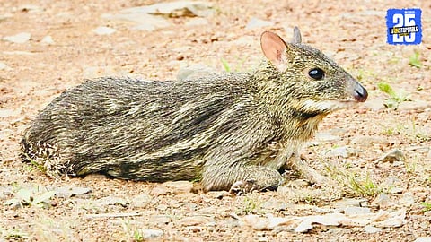 mouse deer