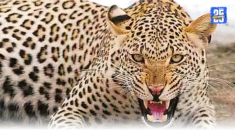 Leopard