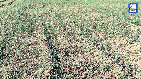 Agriculture