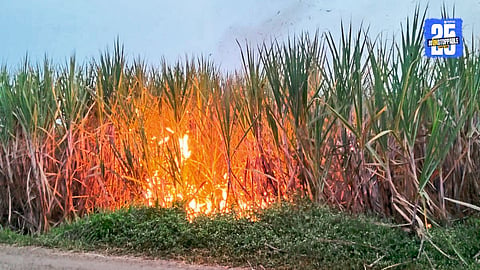 Firefighters and villagers attempt to control the massive fire that gutted 40 acres of sugarcane in Burli, Palus taluka.