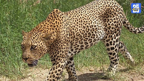 Overcrowding at Manikdoh: 140 Leopards in a 60-Capacity Center