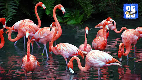 Flamingo