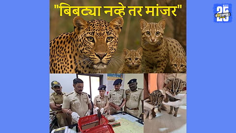 waghati cat Puppies