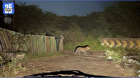 Leopard Sighting Sparks Panic in Pachapur and Surrounding Villages