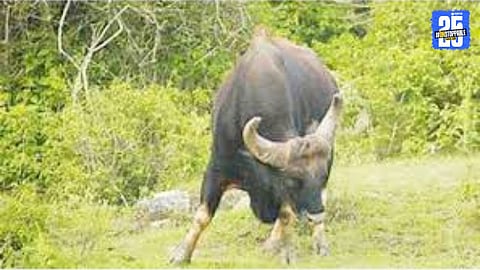 Reasons behind sudden cow aggression during fodder collection