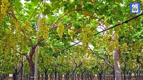 Grape Production