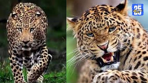 Leopard Attack