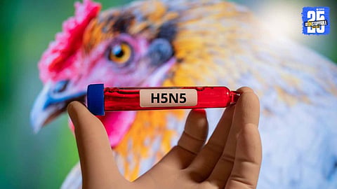 H5N5 Virus: 'बर्ड फ्लू'च्या दुर्मिळ विषाणूचा धोका वाढला, 'इथे' झाला पहिला मृत्यू; आरोग्य विभागाकडून निवेदन