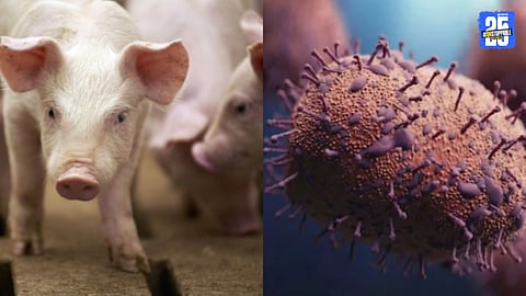 African Swine Fever 