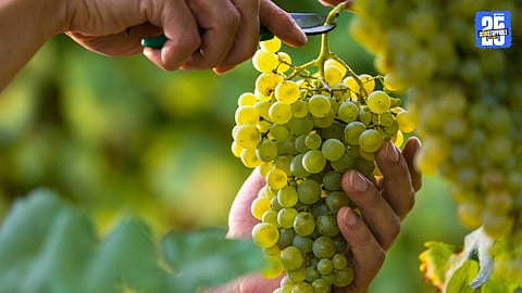 Grape