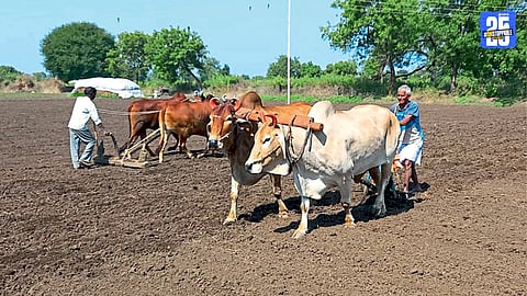 Rabi Sowing