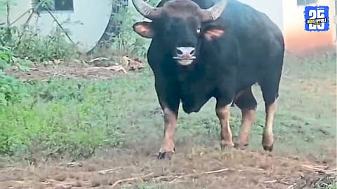Gaur Sighting Creates Panic 