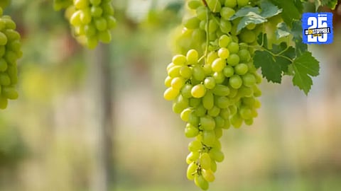Grapes 