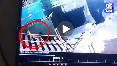 Pune Leopard Video