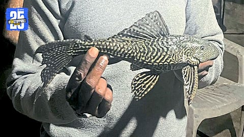 Rare Suckermouth Armored Catfish Found in Krishna River