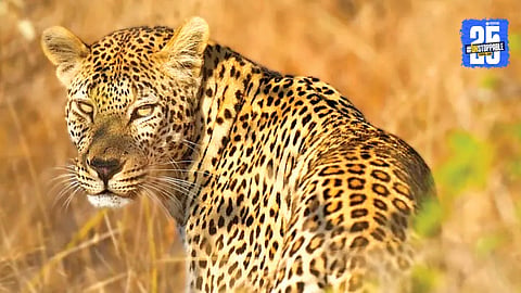Leopard Attack