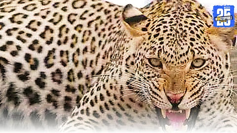 Rising Human-Leopard Conflict in Junnar, Ambegaon, Khed and Shirur