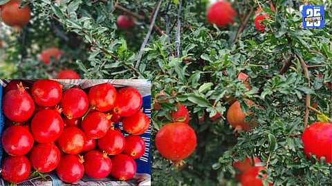 Pomegranate Boom in Man Taluka as Farmers Overcome Harsh Weather Challenges