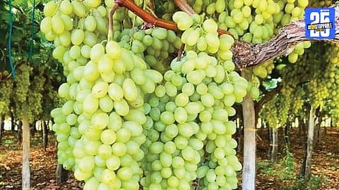Grapes