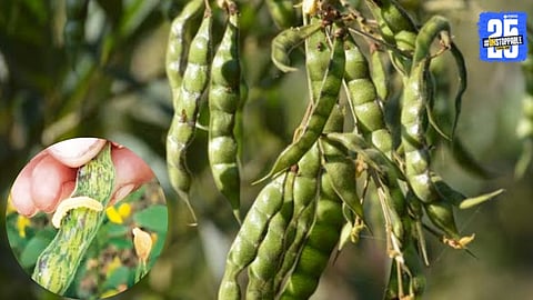 Tur Crop