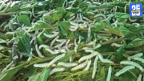 Silk Production