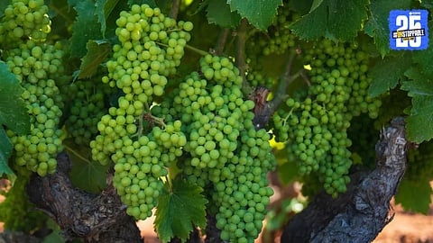 Grapes