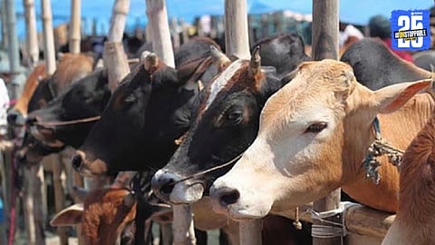 attle disease