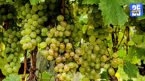 Grape Production