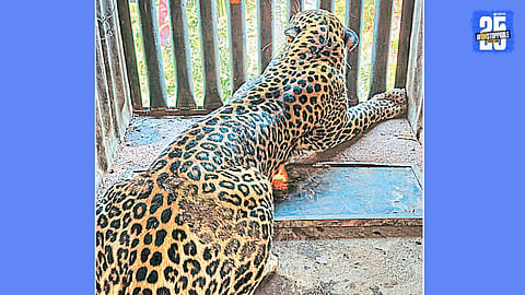 Leopard