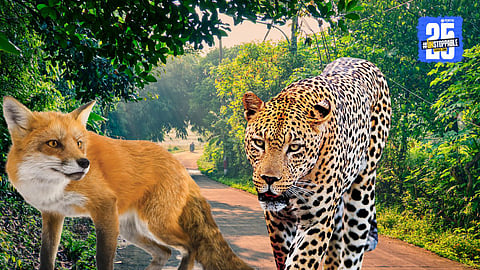 Hingoli Fox Attack