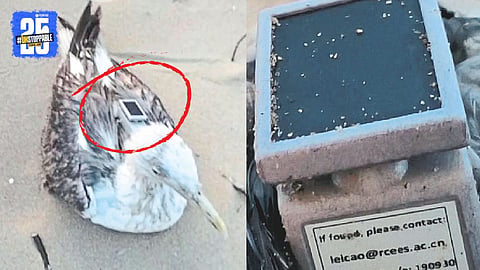 Chinese GPS Tracker