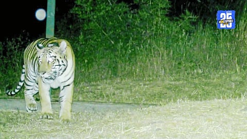 Tigress Begins New Journey in Sahyadri After Successful Relocation