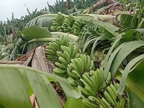 Banana Farmers