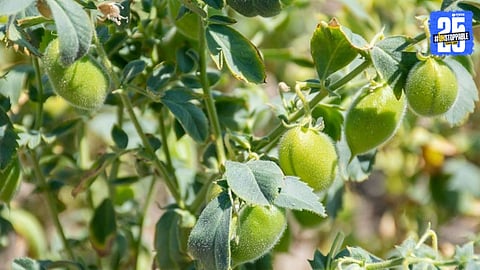 rabi season