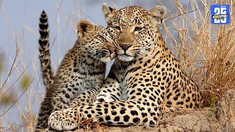 Growing Leopard Movement in Satara: 316 Villages Affected