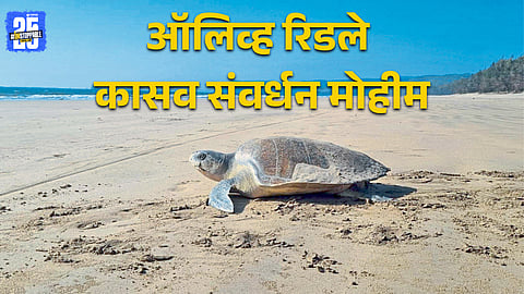 Olive Ridley Turtle Nesting 