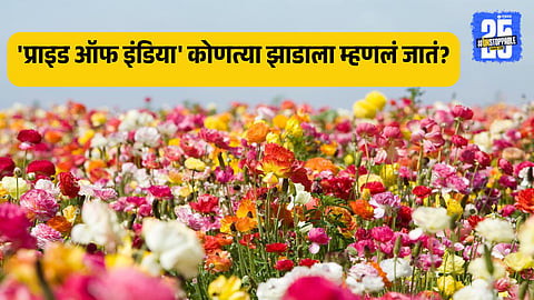 Year Round Flowering Trees Plants India Pride of India Jarul Madhu Kamini Champa Bougainvillea Evergreen Blooms