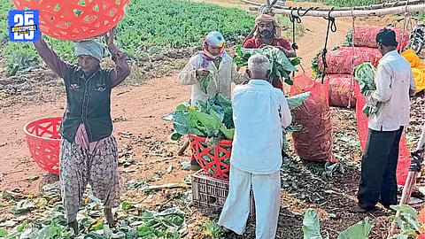 Cauliflower Price Crash 