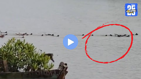 Viral wildlife Video