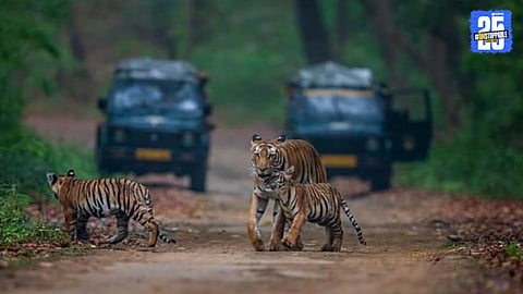 tiger
